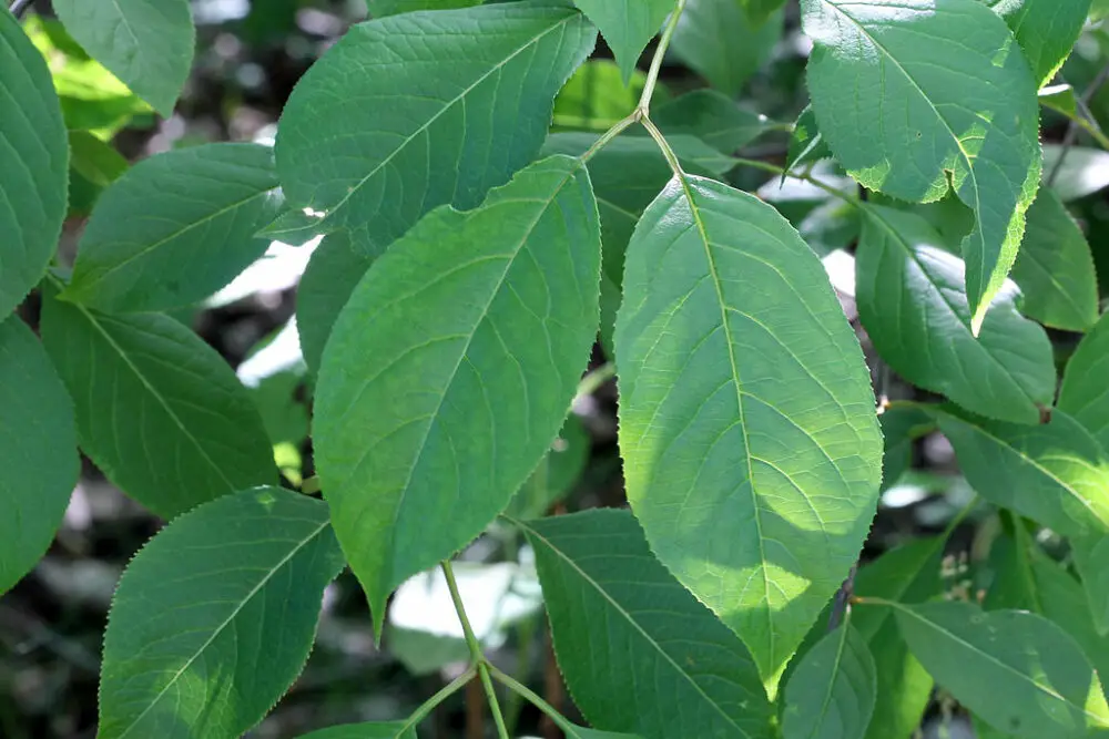 Nannyberry leaves