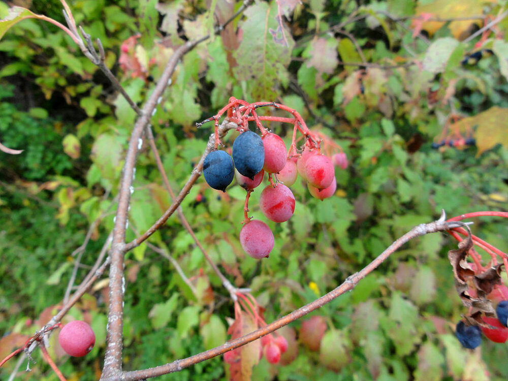 Nannyberry fruit