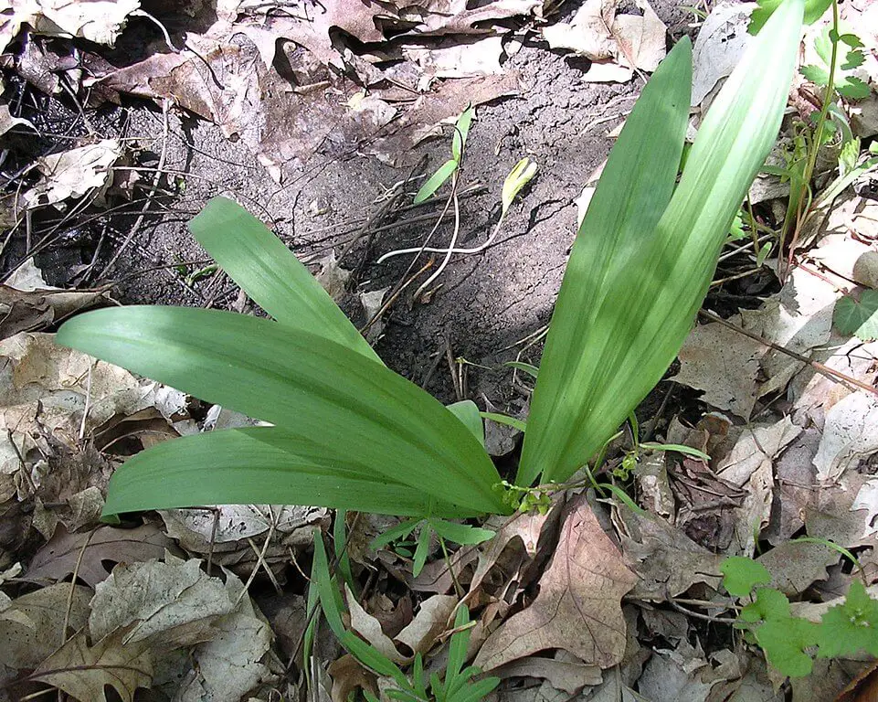 Wild leeks