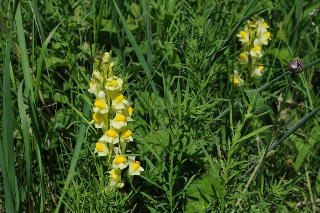 Yellow toadflax