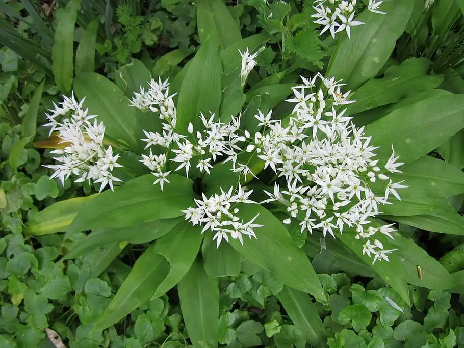 Allium ursinum