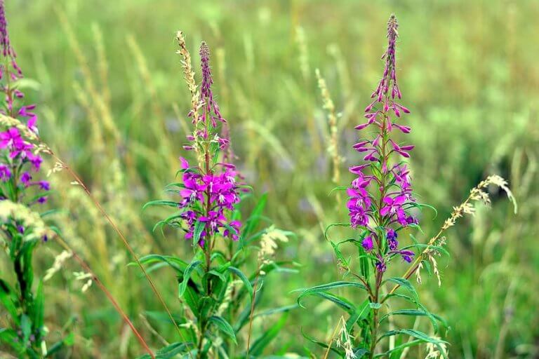 A Forager's Guide To Fireweed (Chamerion Angustifolium) | ForagingGuru
