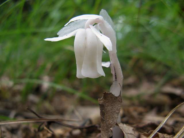 Ghost pipe flower