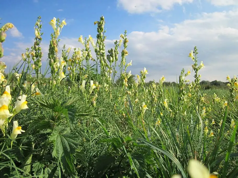 Linaria vulgaris (yellow or common toadflax)