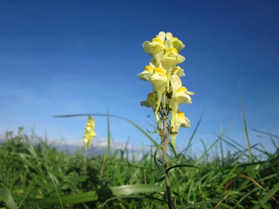 Yellow toadflax flowers