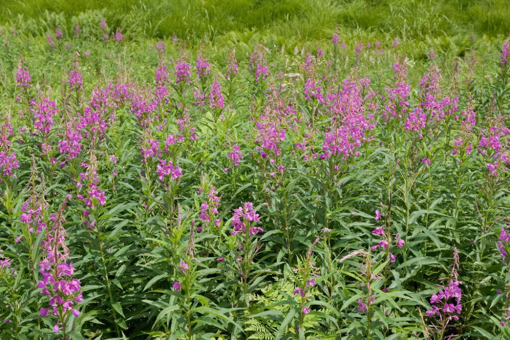 Fireweed