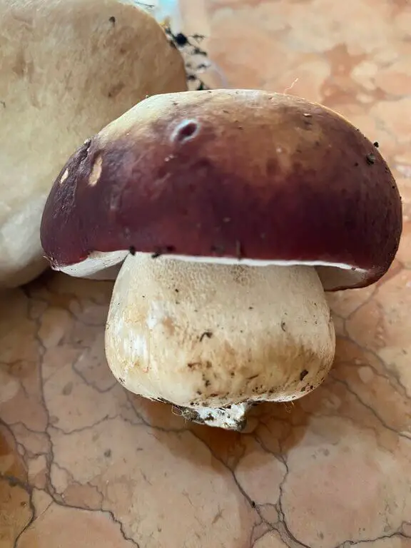 Boletus edulis