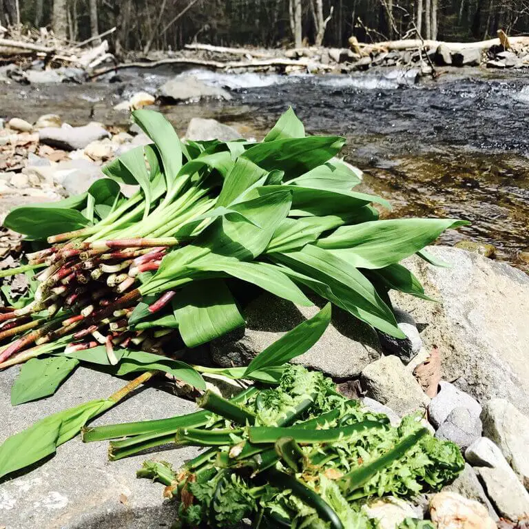 Wild leeks - bulbs