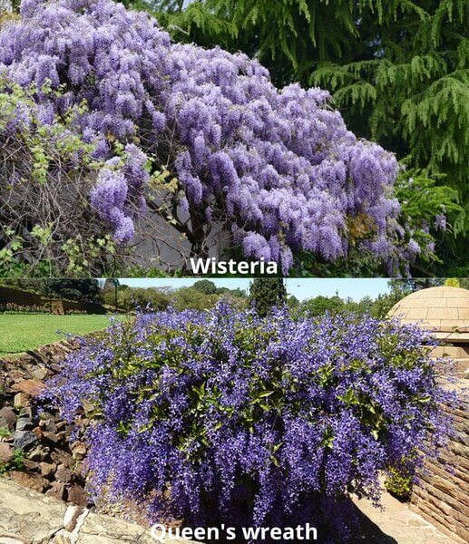 queen's wreath vs wisteria