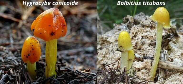 A Forager’s Guide To Bolbitius Titubans (yellow Fieldcap) | ForagingGuru