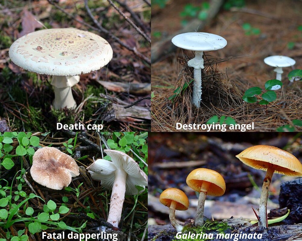 poisonous mushrooms in alabama