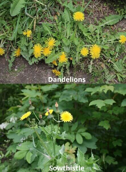 dandelion vs sowthistle