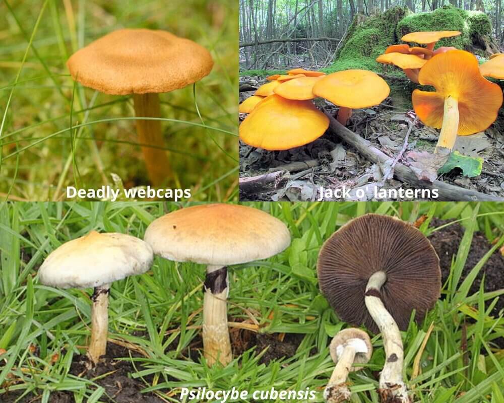 Poisonous mushrooms in Arkansas