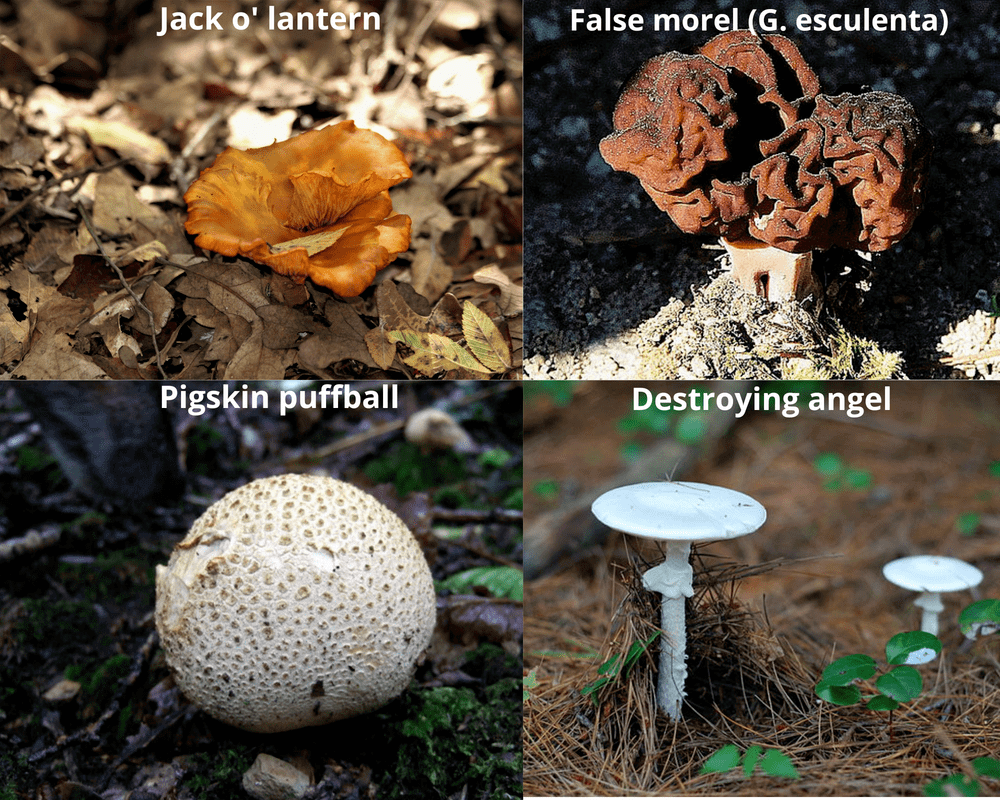 Mushrooms to avoid in Massachusetts