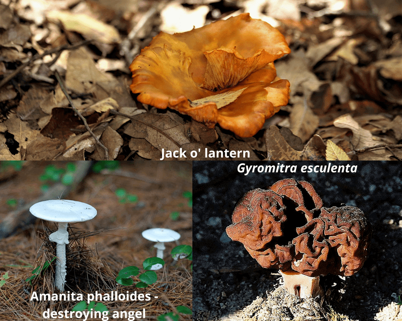 poisonous mushrooms indiana