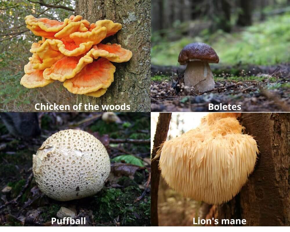 edible mushrooms in Arkansas