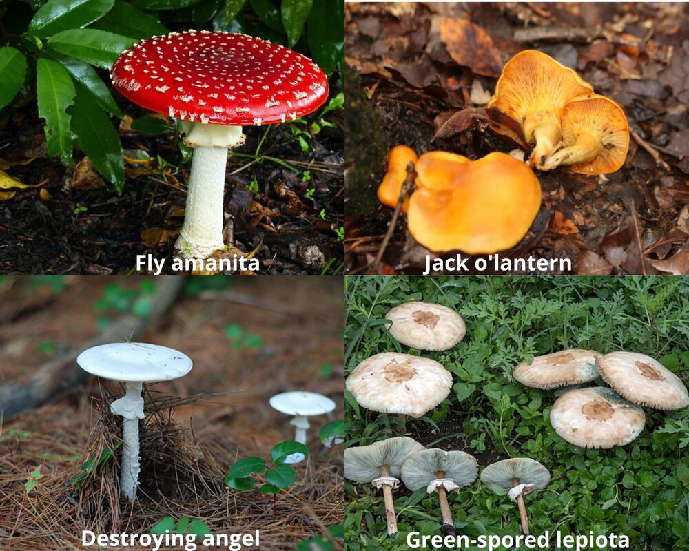 poisonous mushrooms in Ohio