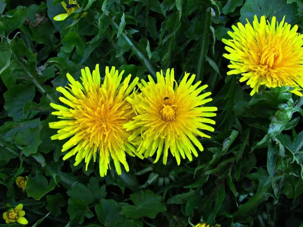 sonchus oleraceus flower