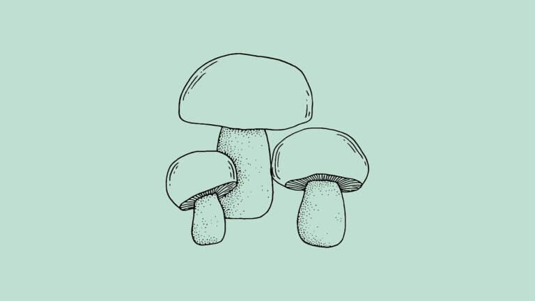 A Forager’s Guide To Agaricus Arvensis (Horse Mushroom)