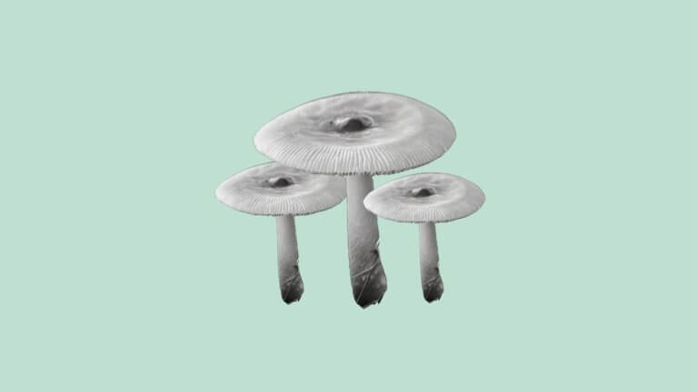 A Forager’s Guide To Amanita Vaginatas (Grisette Mushroom)