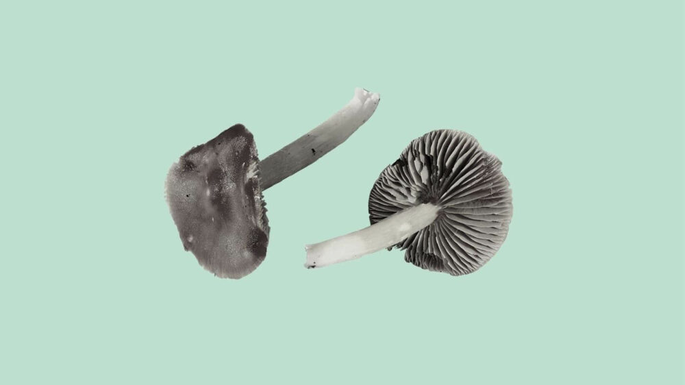 A Forager’s Guide To Edible Mushrooms With Gills