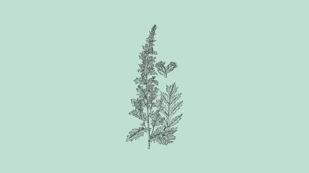 Artemisia Princeps (Japanese Mugwort)_ Uses & Cultivation