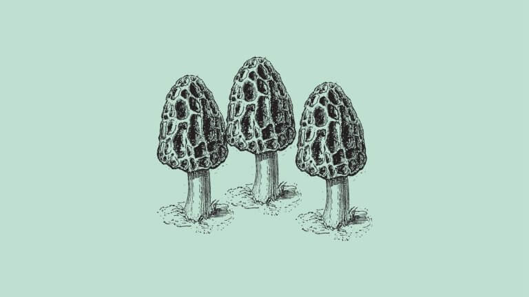 At What Temperature Do Morel Mushrooms Grow