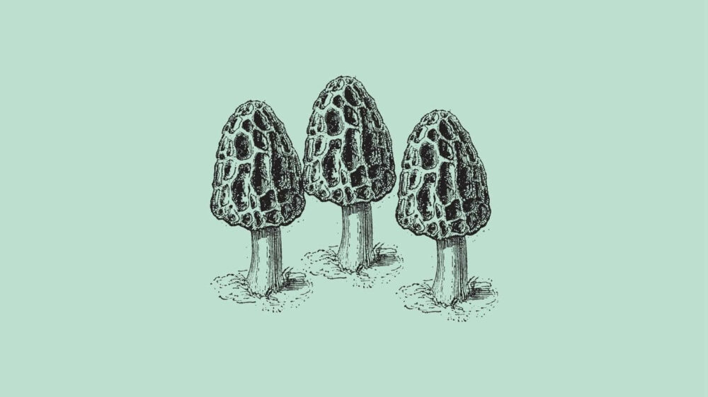 At What Temperature Do Morel Mushrooms Grow
