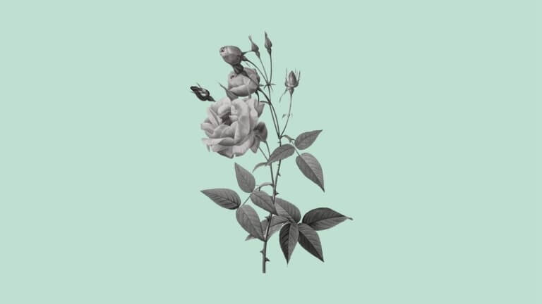 China Rose (Rosa Chinensis)_ Edibility And Medicinal Uses
