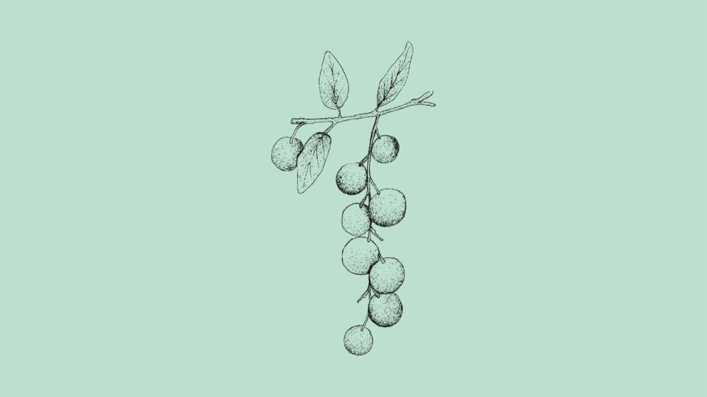 Chokecherry (Prunus Virginiana)