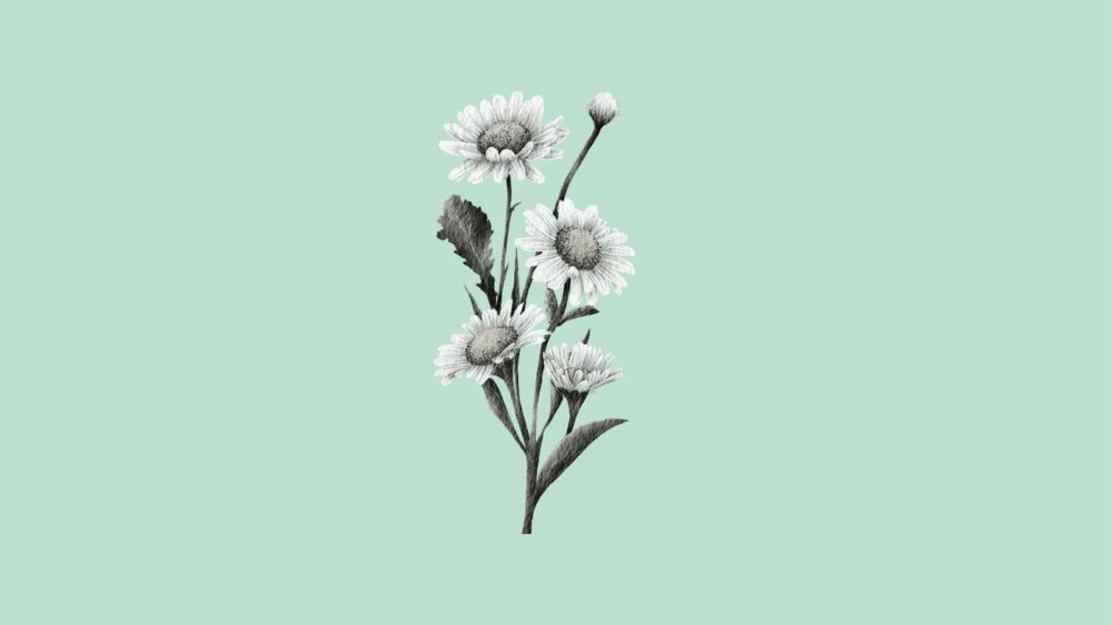 Daisy Fleabane Wildflower_ Identification, Edibility And Foraging