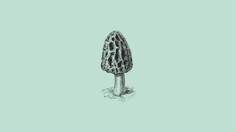 Forager’s Guide to Half Free Morels A Forager’s Guide To Half Free Morels