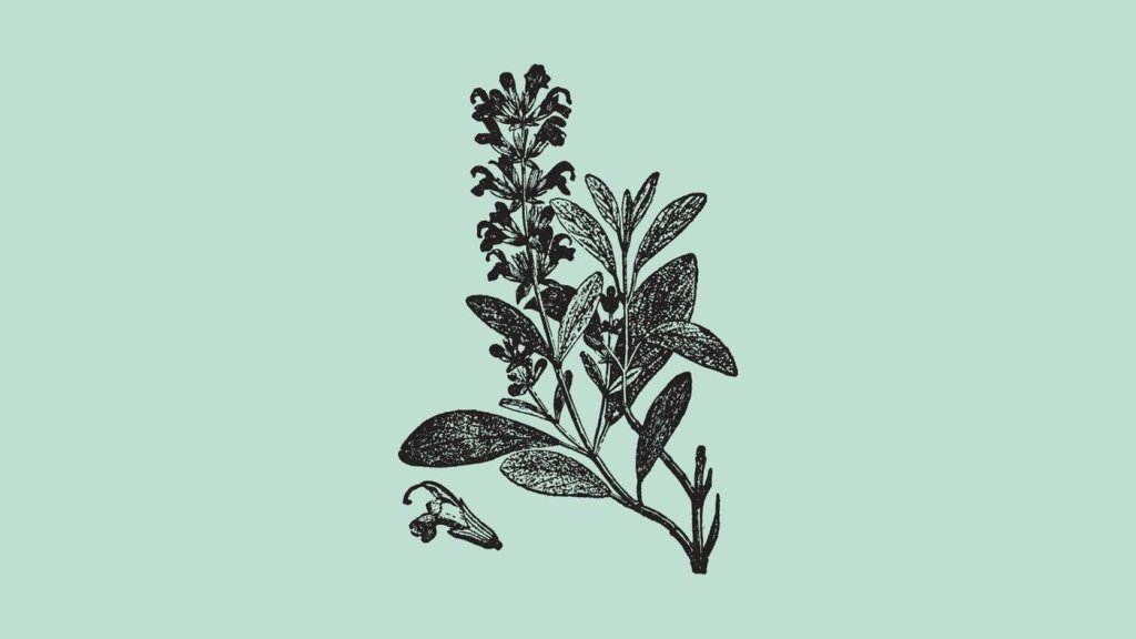 Salvia Coccinea (Scarlet Sage)_ Identification, Edibility & Plant Care