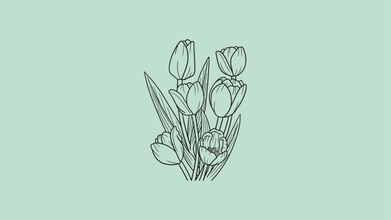 Tulipa Gesneriana (Garden Tulip)_ Edibility, Recipes & Growing Guide
