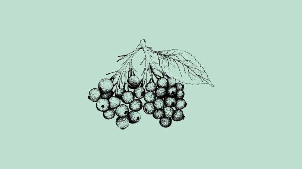 poisonous elderberry lookalikes