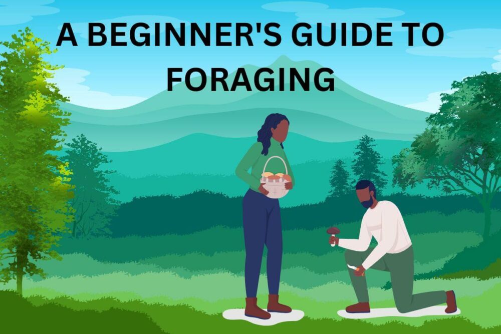 foraging guide