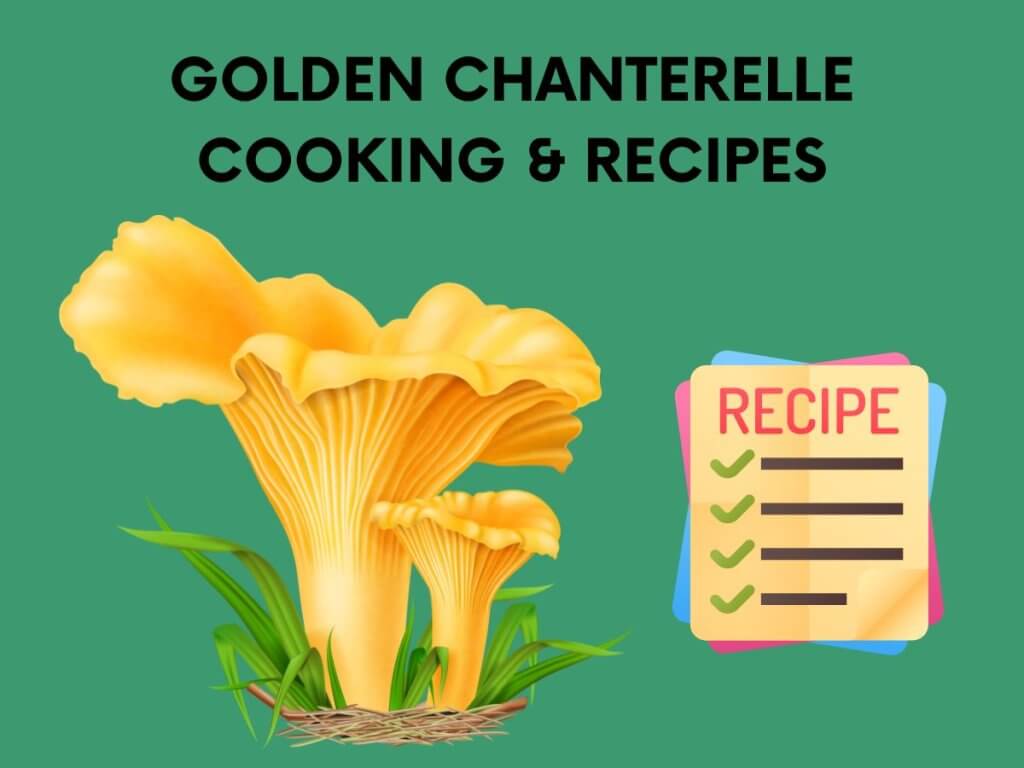 chanterelle cooking and recipe