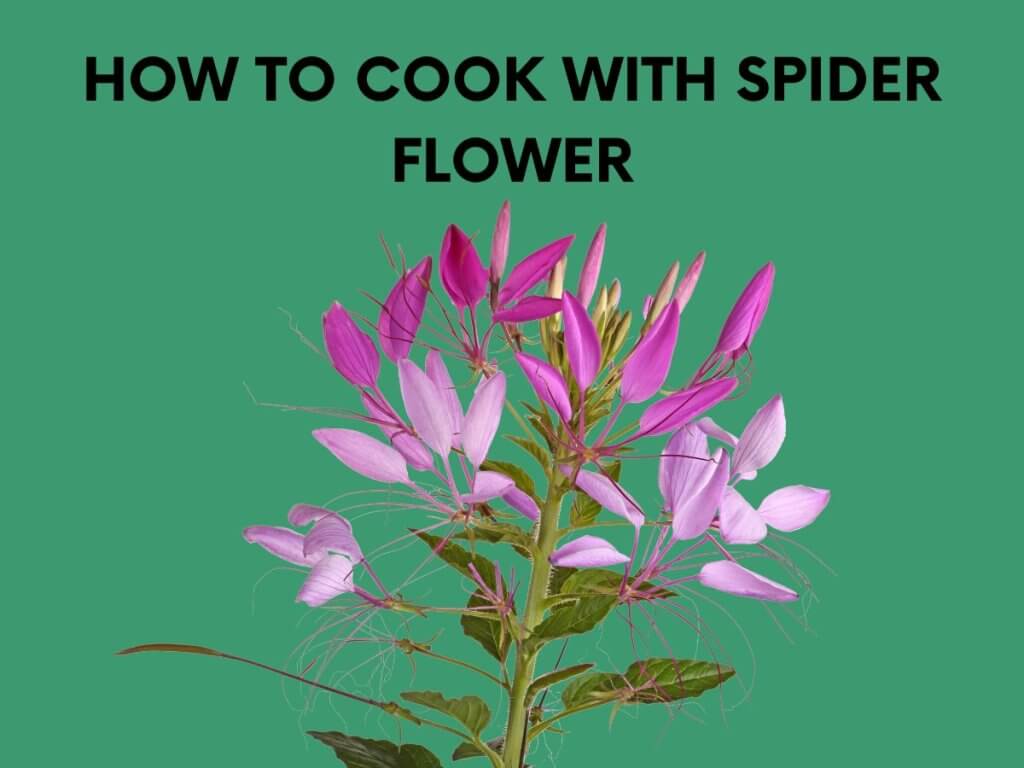 how to cook with spider flower