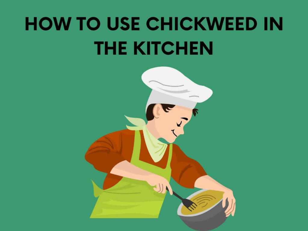 how to use chickweed in the kitchen