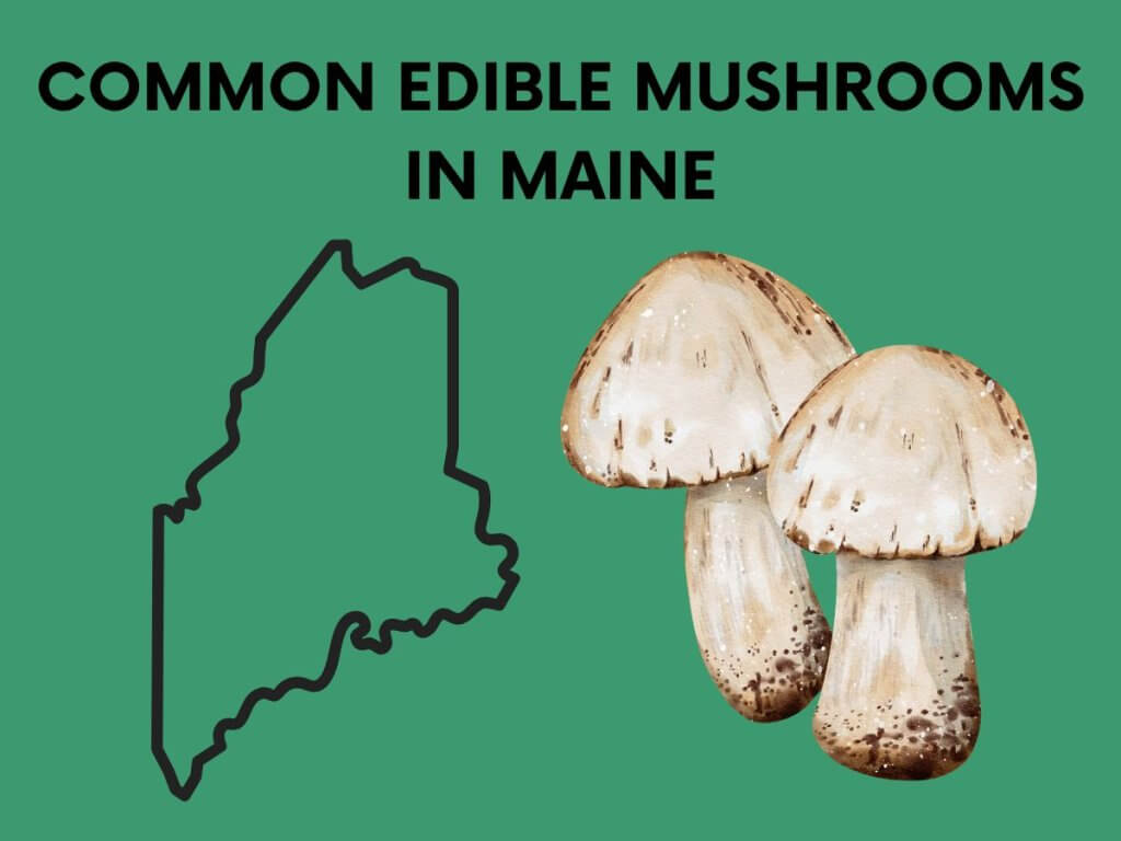 mushrooms in maine