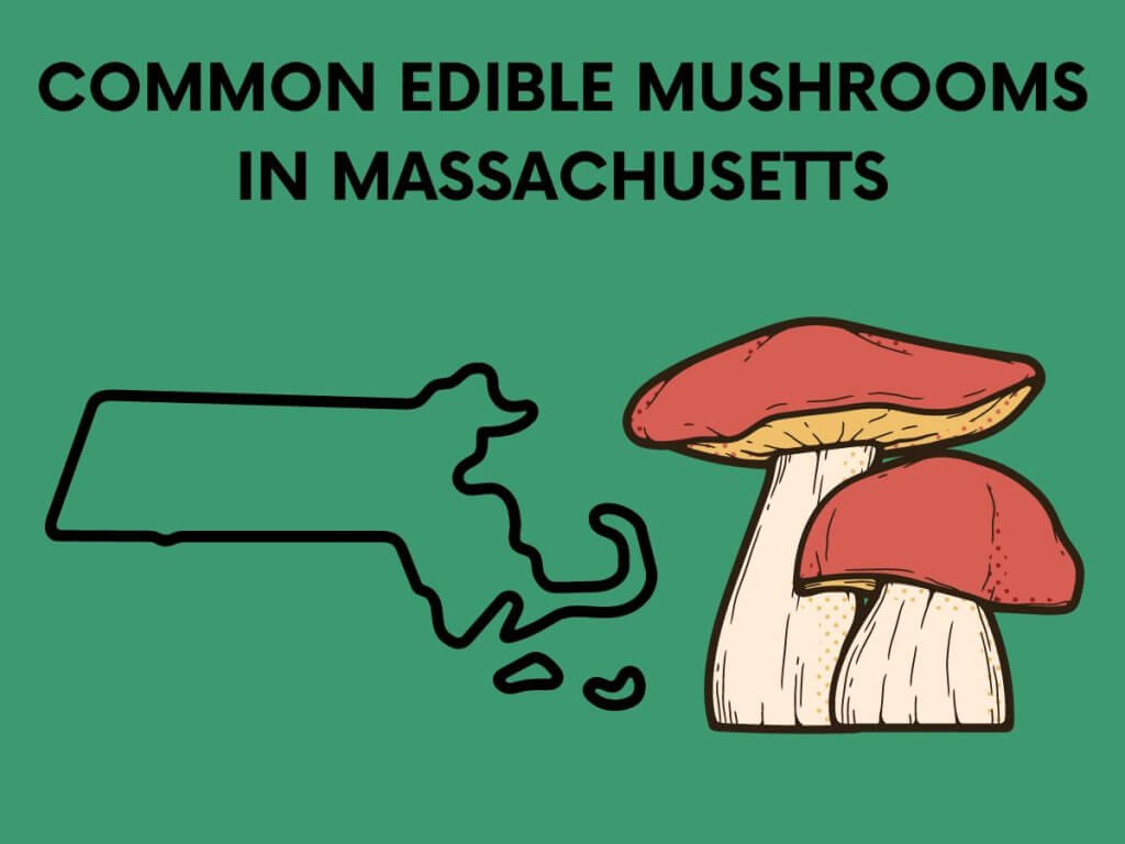 mushrooms in massachusetts