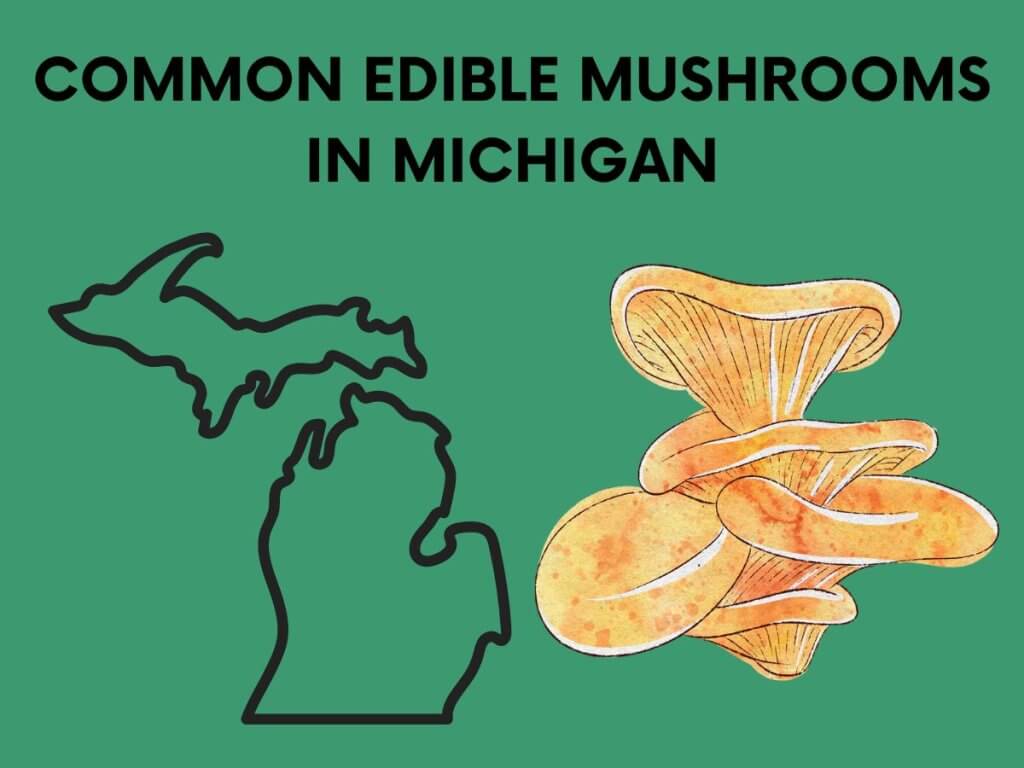 mushrooms in michigan