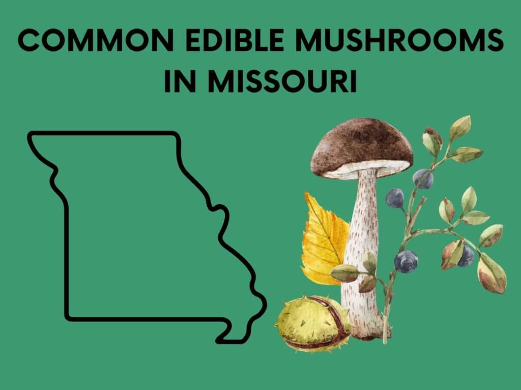 mushrooms in missouri