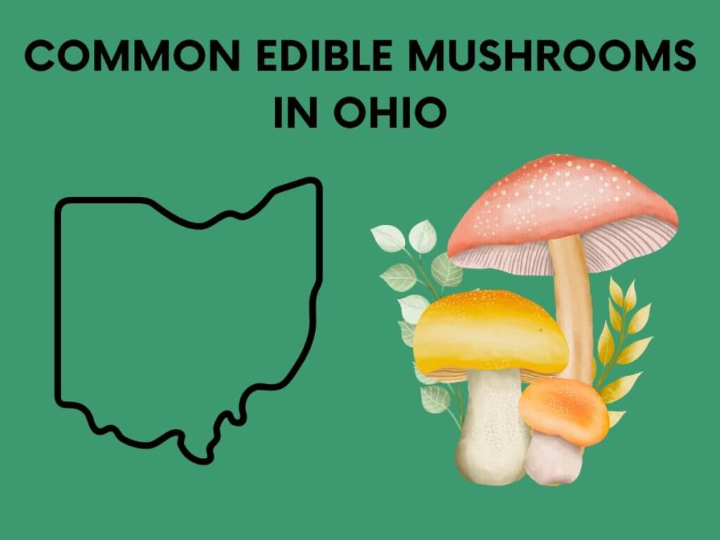 mushrooms in ohio