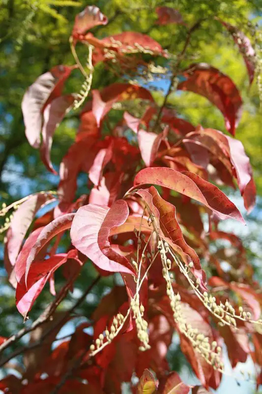 Sourwood tree