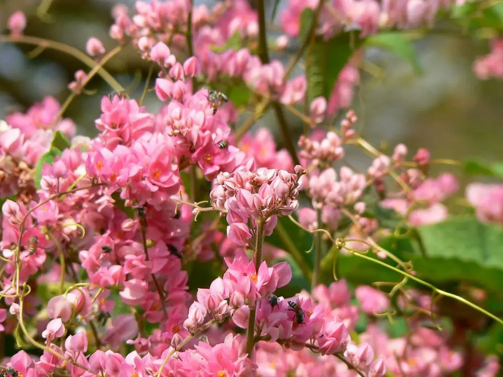 Antigonon leptopus