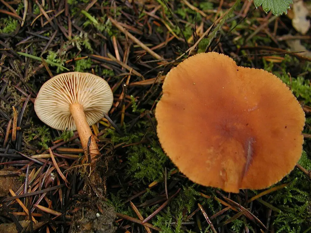 Lactarius rubidus