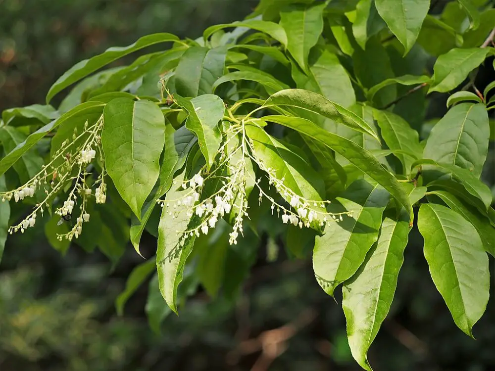 Sourwood tree