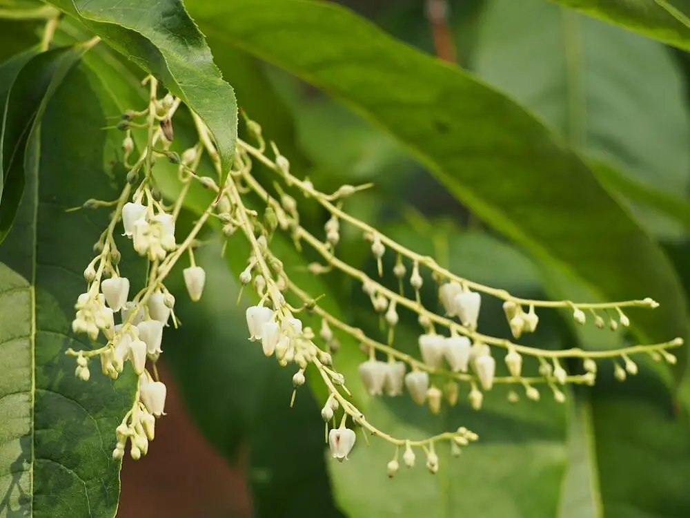 Sourwood flowers