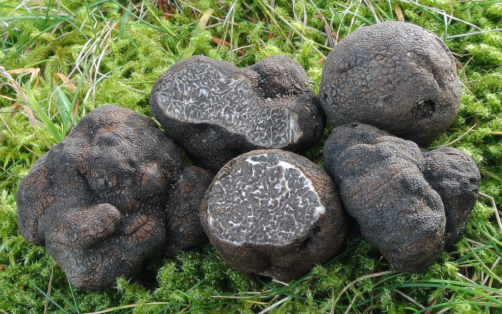 smooth black truffle Tuber macrosporum